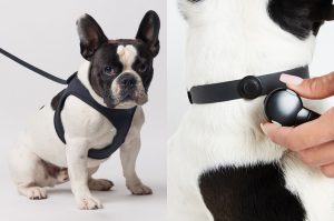 Are You Looking For The Best Dog Leashes For Your Pooch