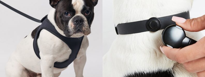 Are You Looking For The Best Dog Leashes For Your Pooch