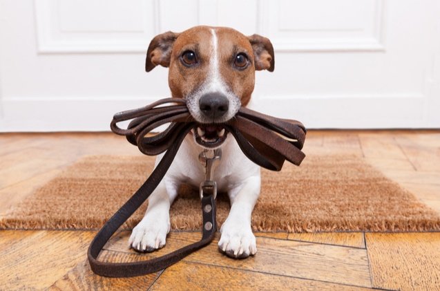 You Looking For The Best Dog Leashes For Your Pooch